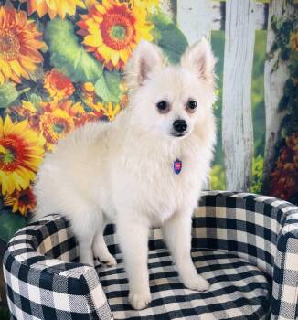 Vortex -  Pomeranian Dog for Adoption in Garland, Texas - Vortex | PetCurious