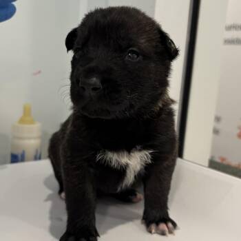 Belgian Shepherd Malinois Dogs Available for Adoption - Rain | PetCurious