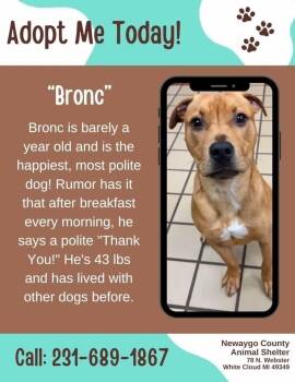 Bronco -  Pit Bull Terrier Dog for Adoption in White Cloud, Michigan - Bronco | PetCurious