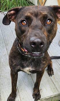 Rescue Mixed Breed Dogs for Adoption in Lorida, Florida - Coco | PetCurious