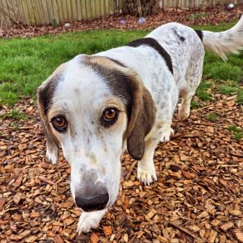 Great Pyrenees and Basset Hound Dogs Available for Adoption in Eugene, Oregon - Mama Kay | PetCurious