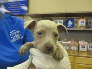 Staffordshire Bull Terrier Dogs Available for Adoption in Ocala, Florida - GAGE | PetCurious