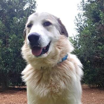 Great Pyrenees Dogs Available for Adoption in Roswell, Georgia - Nelson Oak | PetCurious