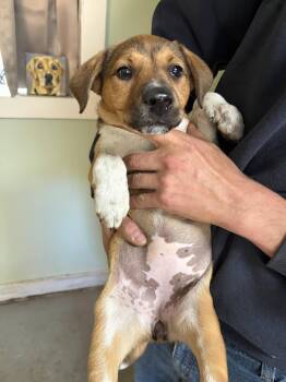 Hound and Smooth Collie Dogs Available for Adoption in Fayetteville, West Virginia - Lucinda | PetCurious
