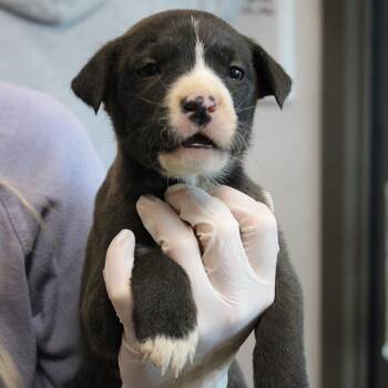 Australian Shepherd and Retriever Dogs Available for Adoption - Sakura | PetCurious