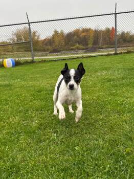 Elsa -  Rat Terrier Dog for Adoption in Gouverneur, New York - Elsa | PetCurious