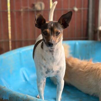 Chopper -  Rat Terrier Dog for Adoption in St. Augustine, Florida - Chopper | PetCurious