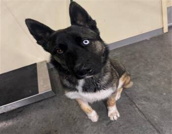 Siberian Husky and Mixed Breed Dogs Available for Adoption in Tustin, California - AXEL | PetCurious