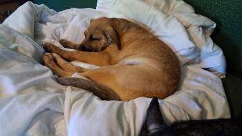 Labrador Retriever Dogs Available for Adoption in Welling, Oklahoma - Jenny | PetCurious