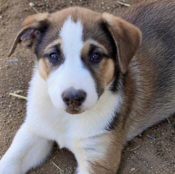 Blossom -  German Shepherd Dog Dog for Adoption in Naperville, Illinois - Blossom | PetCurious