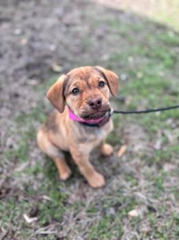Beagle and Mixed Breed Dogs Available for Adoption - Lily | PetCurious