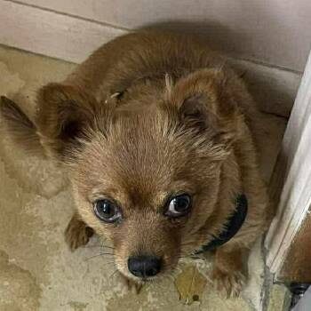 Chihuahua Dogs Available for Adoption - Ollie | PetCurious