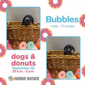 Bubbles -  Mixed Breed Dog for Adoption in West Olive, Michigan - Bubbles | PetCurious