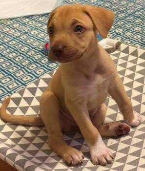 Kit -  German Shepherd Dog and Golden Retriever Dog for Adoption in Morton Grove, Illinois - Kit | PetCurious