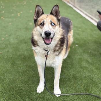 CAMILA -  Siberian Husky and German Shepherd Dog Dog for Adoption in Modesto, California - CAMILA | PetCurious