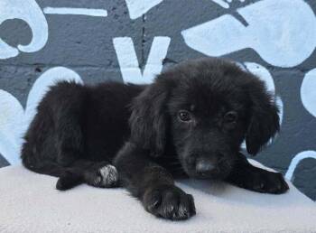 Boston (B Squad) -  Labradoodle Dog for Adoption in Brewster, New York - Boston (B Squad) | PetCurious