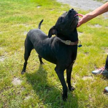 Kunitz -  Black Labrador Retriever and Mixed Breed Dog for Adoption in Erie, Pennsylvania - Kunitz | PetCurious