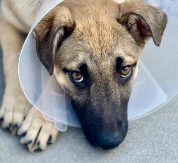 Lemon Drop 2 -  Shepherd and Cattle Dog Dog for Adoption in Fort Lupton, Colorado - Lemon Drop 2 | PetCurious