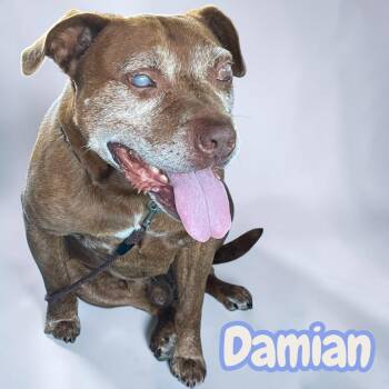 Damian - blind senior lovebug looking for a 2nd chance. Dog & ki -  Pit Bull Terrier Dog for Adoption in Chuckey, Tennessee - Damian - Blind Senior Lovebug Looking For A 2nd Chance. Dog & Ki | PetCurious