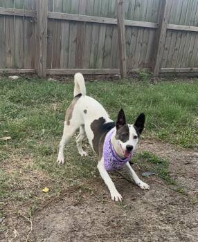 Rescue Smooth Fox Terrier Dogs for Adoption in Spring, Texas - Elsa | PetCurious