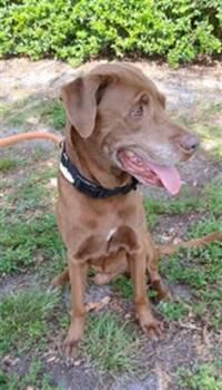 ROY -  Labrador Retriever and Mixed Breed Dog for Adoption in Fort Lauderdale, Florida - ROY | PetCurious
