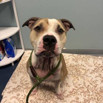 SANDY -  Pit Bull Terrier Dog for Adoption in Greensboro, North Carolina - SANDY | PetCurious
