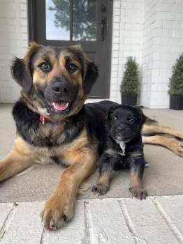 Retriever and Shepherd Dogs Available for Adoption in Spring Hill, Tennessee - Bonnie | PetCurious