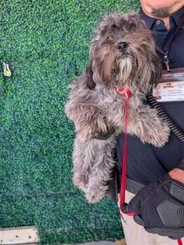 61612693 -  Shih Tzu and Mixed Breed Dog for Adoption in El Paso, Texas - 61612693 | PetCurious