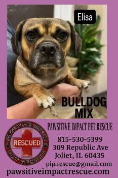 Rescue French Bulldog and Dachshund Dogs for Adoption in Shorewood, Illinois - Elisa | PetCurious