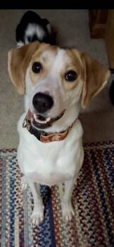 Beagle and Labrador Retriever Dogs Available for Adoption - SUNI | PetCurious