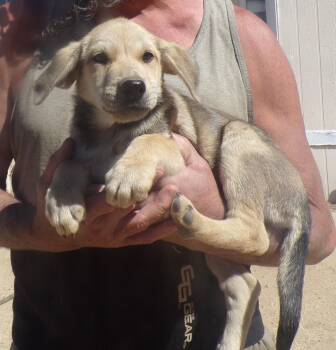 HAAS -  Labrador Retriever Dog for Adoption in Corona, California - HAAS | PetCurious