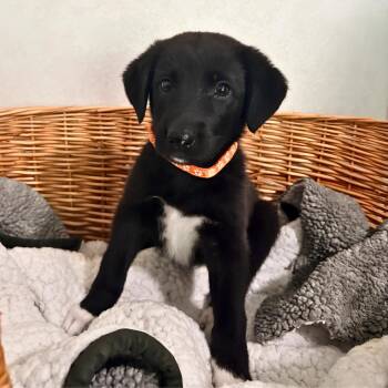 Honey BBQ -  Shepherd Dog for Adoption in Belleville, Illinois - Honey BBQ | PetCurious