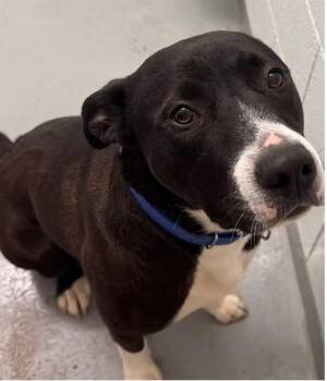 Australian Shepherd and Mixed Breed Dogs Available for Adoption - Tater | PetCurious