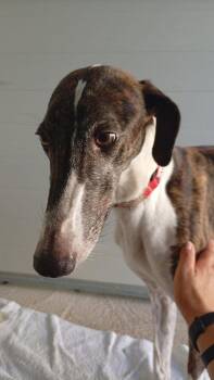 Miura -  Galgo Spanish Greyhound Dog for Adoption in Winter Park, Florida - Miura | PetCurious