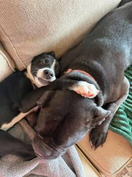 Pit Bull Terrier Dogs Available for Adoption in New London, Wisconsin - Daisy | PetCurious