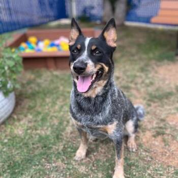 Gracie -  Australian Cattle Dog Blue Heeler Dog for Adoption in Portland, Oregon - Gracie | PetCurious