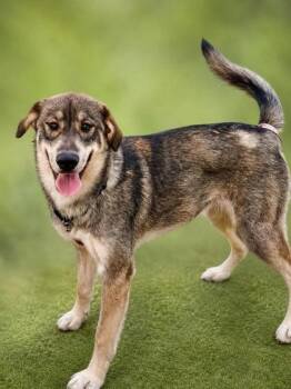 Bunny -  Mixed Breed Dog for Adoption in West Chester, Pennsylvania - Bunny | PetCurious