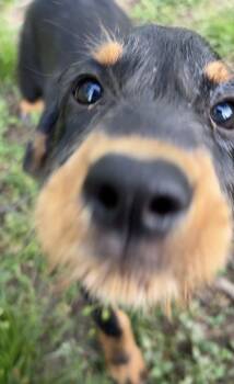 Terrier Dogs Available for Adoption in Nashville, Tennessee - Jellybean (F) | PetCurious