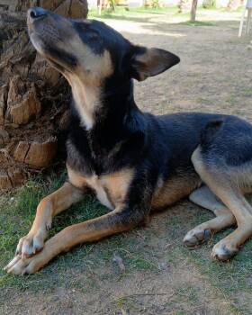 Bella -  Mixed Breed Dog for Adoption in New York, New York - Bella | PetCurious