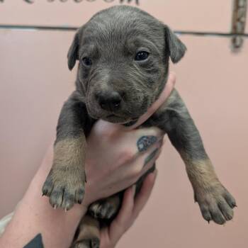 Quarter Pounder -  Mixed Breed Dog for Adoption in Huntsville, Arkansas - Quarter Pounder | PetCurious