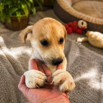 Oxeye Susan -  Rat Terrier Dog for Adoption in Sanford, North Carolina - Oxeye Susan | PetCurious