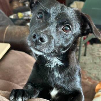 Chihuahua Dogs Available for Adoption in Justin, Texas - Derrick | PetCurious