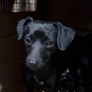 Rex -  Chihuahua and Mixed Breed Dog for Adoption in Tacoma, Washington - Rex | PetCurious