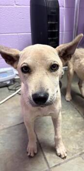 Mixed Breed Dogs Available for Adoption in El Paso, Texas - 60934383 | PetCurious
