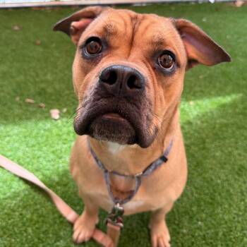 Mixed Breed Dogs Available for Adoption in Warwick, Rhode Island - Scarlett | PetCurious