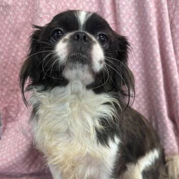 Zeus -  Pekingese and Mixed Breed Dog for Adoption in San Antonio, Texas - Zeus | PetCurious
