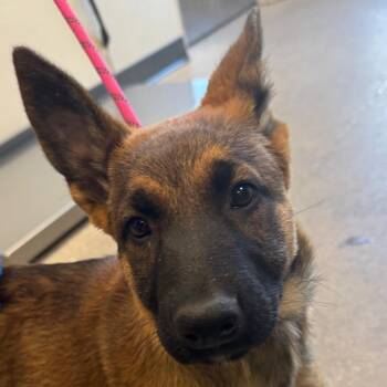 112127 -  Mixed Breed Dog for Adoption in Las Cruces, New Mexico - 112127 | PetCurious