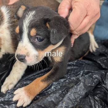 Australian Cattle Dog Blue Heeler Dogs Available for Adoption - Rosa | PetCurious