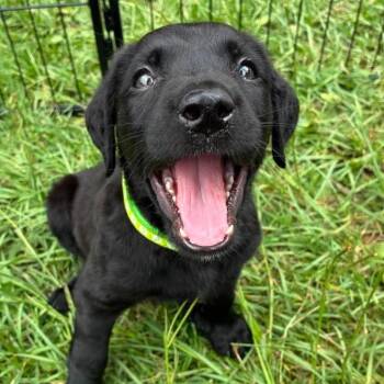 Poe -  Labrador Retriever Dog for Adoption in Wando, South Carolina - Poe | PetCurious