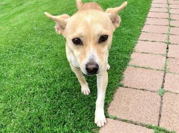 KENZIE -  Chihuahua and Mixed Breed Dog for Adoption in Fort Lauderdale, Florida - KENZIE | PetCurious